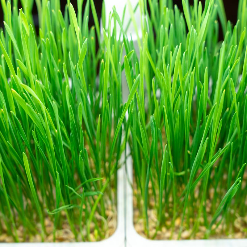 Winter Wheatgrass Seed Packet image number null